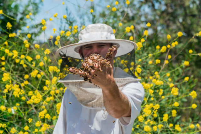 Bee Rescue San Diego
