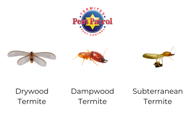Types of Termites in California